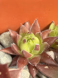 Live Succulent Plant | Sempervivum globiferum ‘Hedgehog’ | Drought Tolerant | Plant Pup