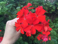 Orange Red Pelargonium Zonal Geranium Live Plant Starter Cuttings 4"x6" - Pelargonium zonale