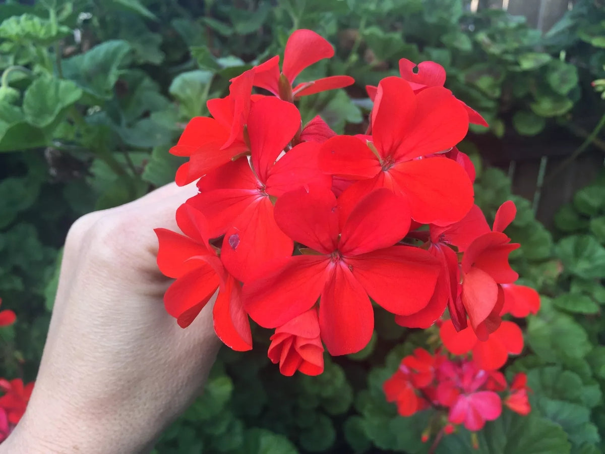 Orange Red Pelargonium Zonal Geranium Live Plant Starter Cuttings 4"x6" - Pelargonium zonale