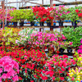 50+ Azalea Seeds Mix | Multi-Color Rhododendron Flowers | Shrub Bush, USA