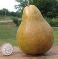Warren Pear Tree Cuttings Scions (6+3) - Rooting Grafting, Great Producer, Delicious Fruit, Pyrus communis