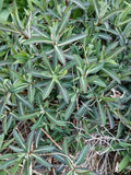 Live Euphorbia Lathyris Caper Spurge Plant - Well Rooted Perennial - 3 Years Old