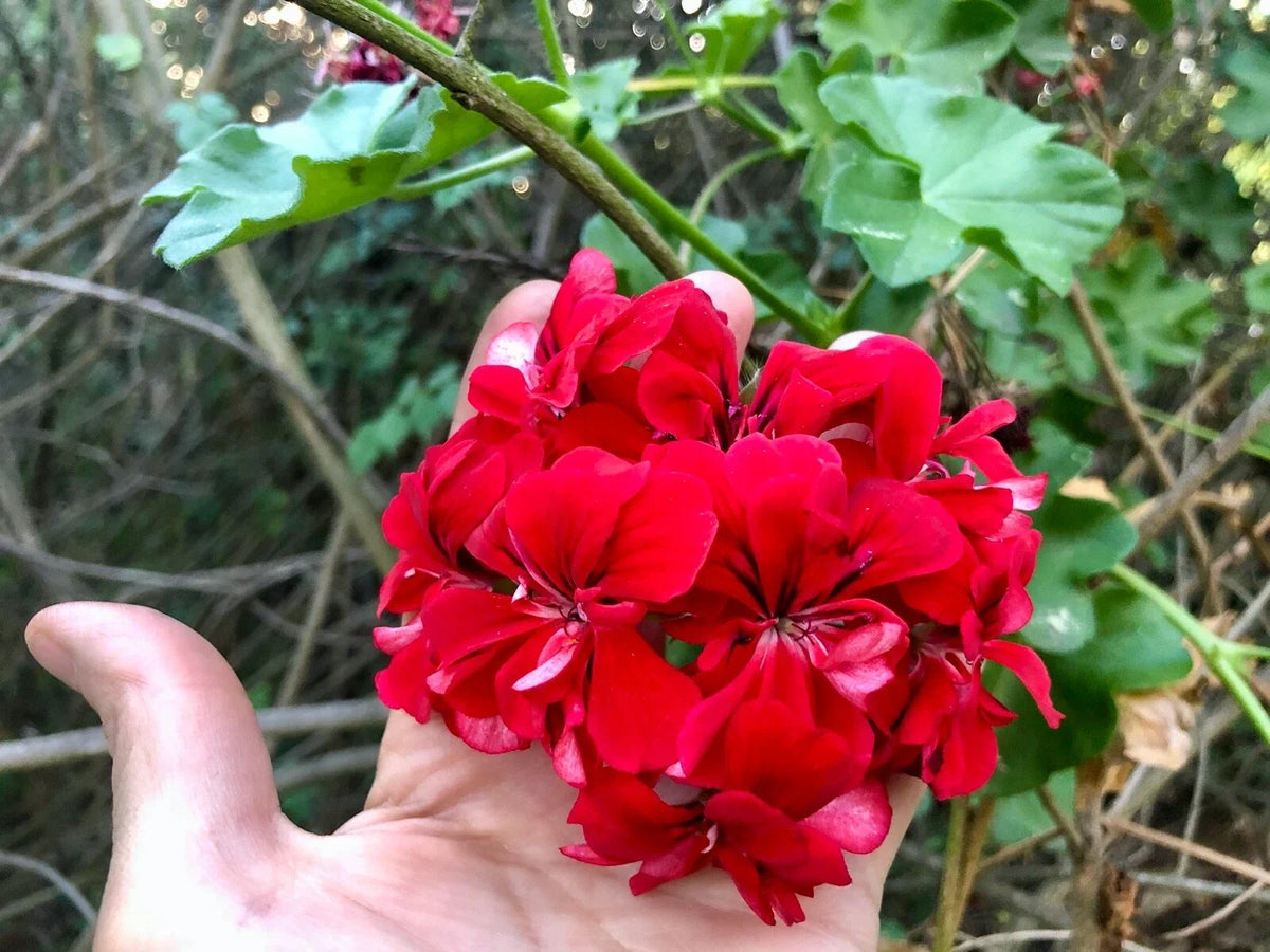 Vivid Red Pelargonium Peltatum Ivy Geranium Live Plant Starter Cuttings 3x6" - Ideal for Hanging Baskets and Containers