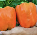Orange King Bell Pepper Seeds - 30+ Heirloom Organic NON-GMO Sweet Pepper Seeds - Capsicum annuum