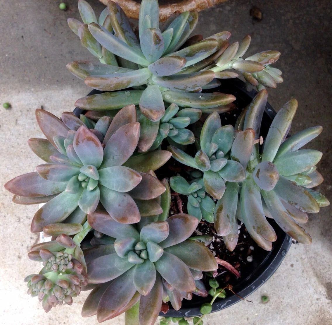 Pachyveria 'Blue Pearl' Unrooted Cuttings - 3 Pack - 2.5" Diameter Succulent Plants