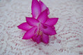 Christmas Cactus Starter Plant - Japanese Dream - Schlumbergera Truncata - Well Rooted, Healthy Plant