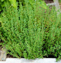 Thyme Seeds for Planting | Common German Basil Herb Garden Seed | 2025