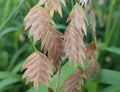 Northern Sea Oats Grass Seeds - Chasmanthium latifolium - River Oats - Ornamental Grass Seeds for Landscaping