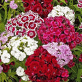 Sweet William Seeds - 200+ Count - Dianthus - Fragrant Mixed Colors - Perennial Flower Seeds