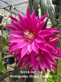 Rooted Epiphyllum Orchid Cactus "Beijing" - 4" Starter Pot - Tropical Houseplant, Unique Color, Easy Care