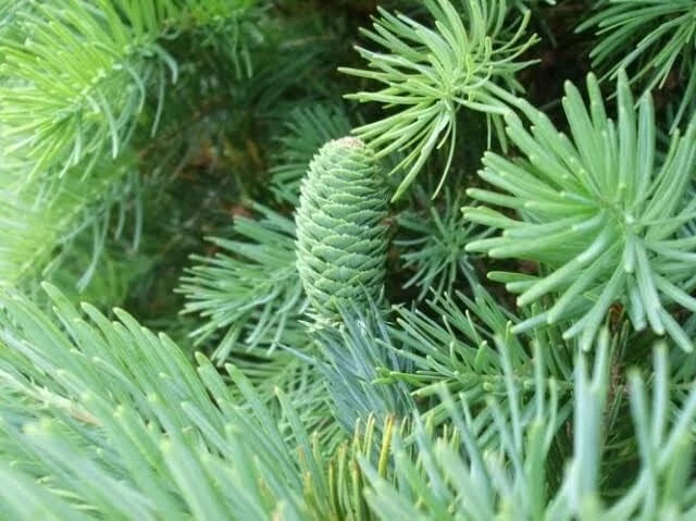 Fortune's Keteleeria Tree Seeds - 30 Seeds - Keteleeria fortunei - Ideal for Planting, Rare Evergreen Tree Seeds