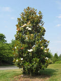 Southern Magnolia Tree - 20-28 Inch Bracken's Brown Beauty - Well Rooted (Magnolia grandiflora)