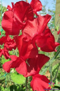 Sweet Pea Seeds - 50+ Pack - Alison Valentini Variety - Lathyrus odoratus - USA Grown, Free Shipping