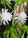 Queen of the Night Cactus Cutting - Unrooted Epithelium Plant, 3 Leaves, Unique Indoor Plant Decor