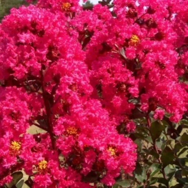 Crape Myrtle Cuttings - 8 Heirloom Deep Rich Pink Cuttings - Lagerstroemia indica