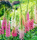 Foxglove Seeds Excelsior Mix, Biennial Non-GMO, Sun/Shade, 500 Seeds - Digitalis purpurea