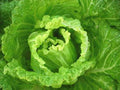 Bok Choy Seeds - Michihili Napa Chinese Cabbage - Heirloom Vegetable for Home Gardening - Brassica rapa var. chinensis