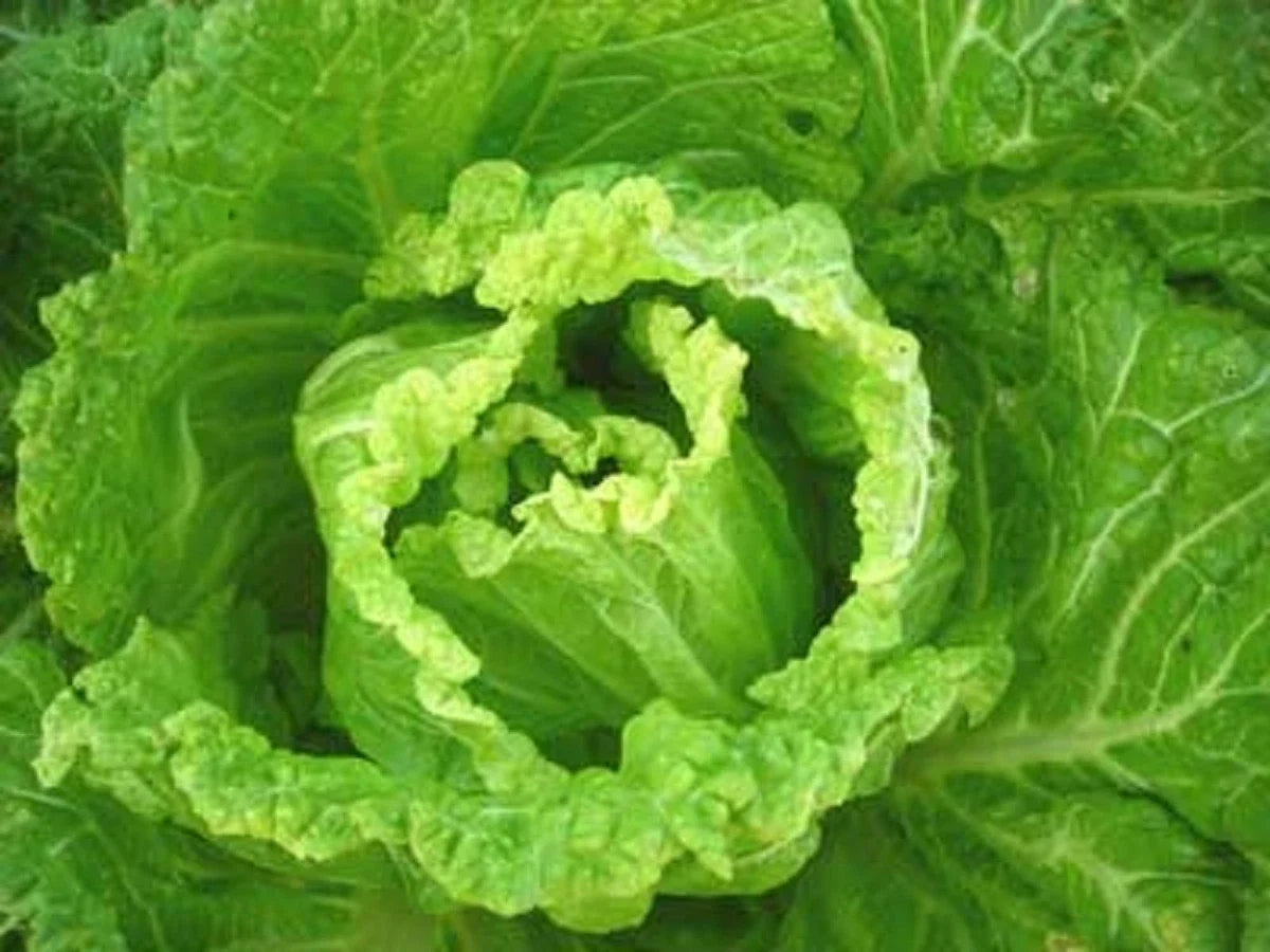 Bok Choy Seeds - Michihili Napa Chinese Cabbage - Heirloom Vegetable for Home Gardening - Brassica rapa var. chinensis