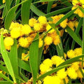 Formosan Koa Tree Seeds - 10 Count - Fast Growing Exotic Plant - Acacia confusa