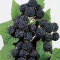 Jewel Black Raspberry Plant, Live Rooted Starter, Midseason, Self-Pollinating, Rubus occidentalis, Zones 4-8