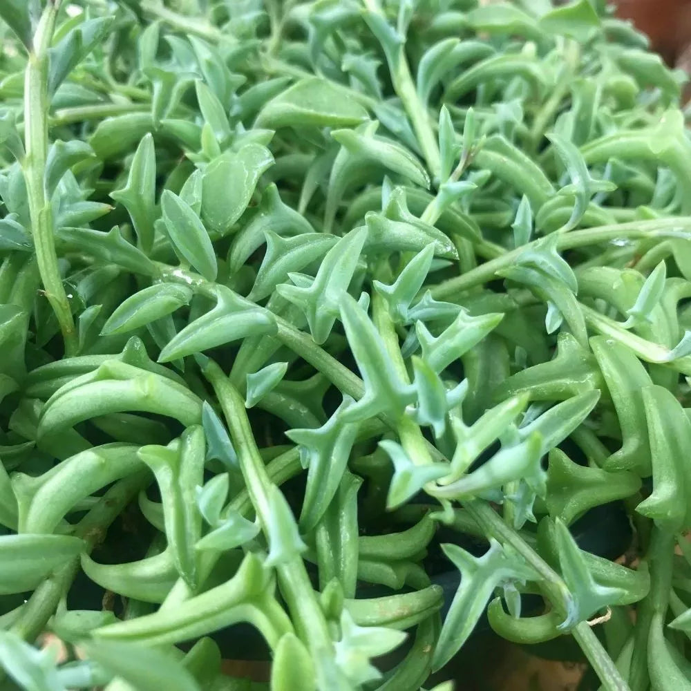 Rare Senecio Peregrinus Cuttings - 5" Long, Unrooted String of Dolphins, Succulent Plant, Indoor Houseplant