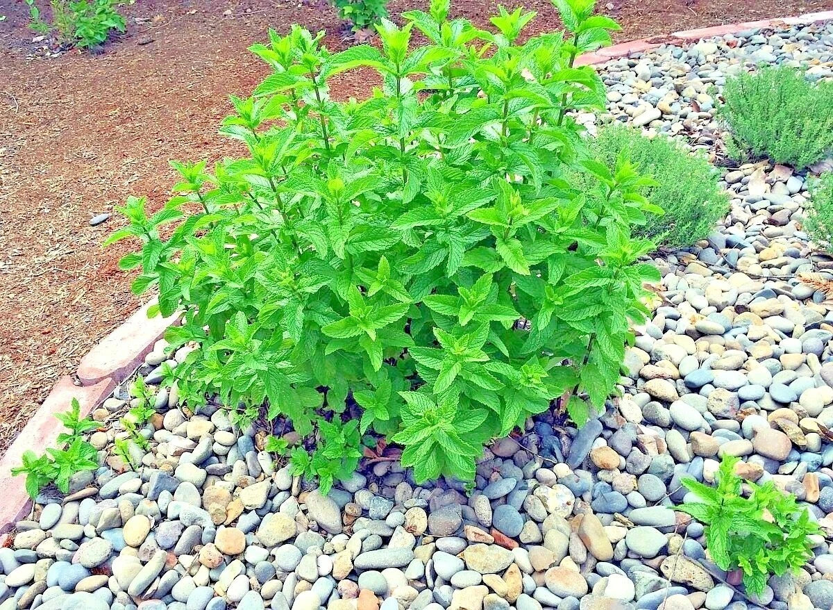 Peppermint Seeds - Organic Culinary Medicinal Herb - 301+ Seeds - Mentha × piperita - Shade Garden Container Plant