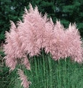 Pampas Grass Plugs - Pink Variety - 3 Pack - Cortaderia selloana