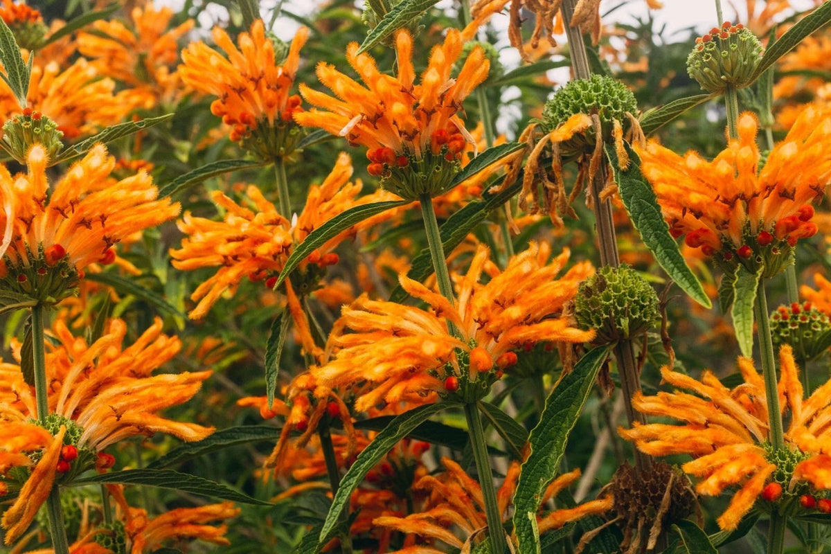 Lions Tail 100 Seeds - Leonotis Leonurus - Clip Dagga - Lion's Mane/Tail Variety