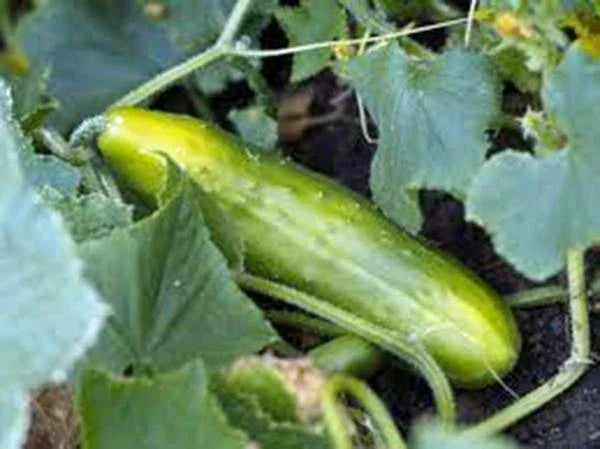 Cucumber Seeds 50+ Heirloom Long Green Improved Non-GMO Cucumis sativus