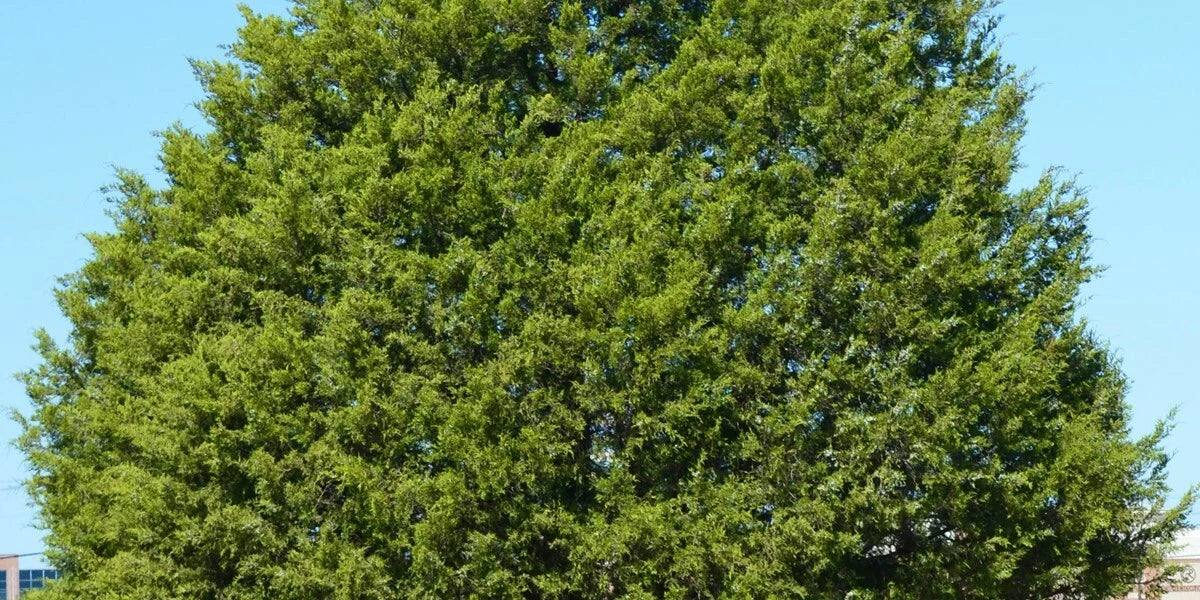 Eastern Red Cedar Tree Plant 12-18 Inch Bare Root Juniperus virginiana | Hardy Zones 5-9 | Native Missouri Tree