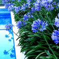 Dwarf Blue Lily of The Nile Flower Seeds - Agapanthus "Peter Pan" - 25 Pack - Ideal House Plant Seeds for Gardening