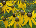 Coneflower Seeds, 500 Non-GMO Grey-Headed Perennial, Early Blooms, Attracts Pollinators & Bees (Echinacea)