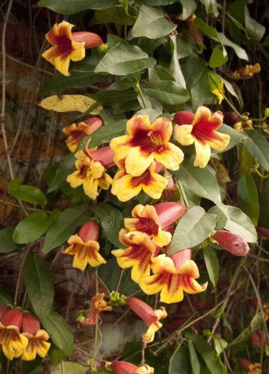 Golden Crossvine Live Plant Bare Root 1'+ - All Natural Hardy Vine (Bignonia capreolata)
