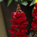 Sonnet Crimson Snapdragon Seeds - 1000+ Pack - Antirrhinum majus - Ideal for Garden Planting - USA Grown, Free Shipping