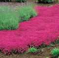 Red Creeping Thyme Seeds - 1000 Non-GMO Groundcover Seeds - Thymus serpyllum - Fresh Herb Garden Starter