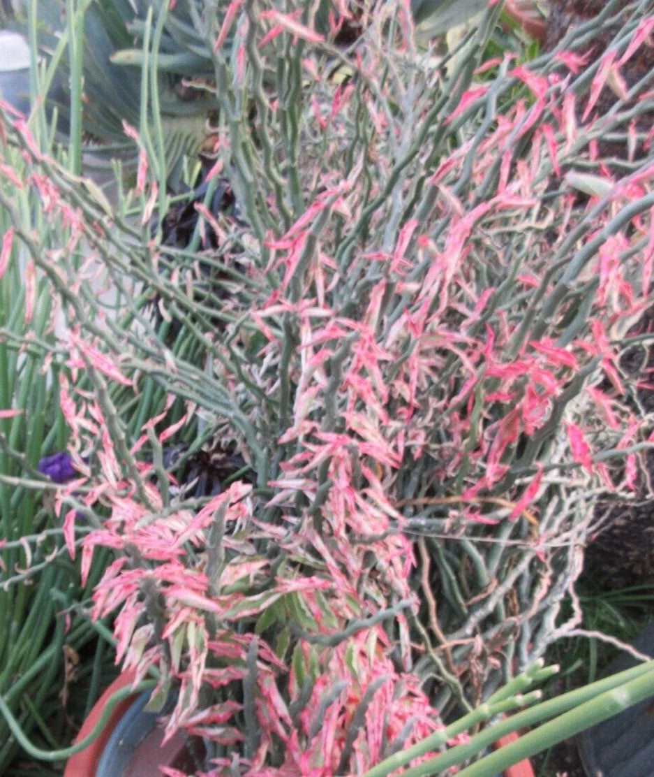 Devil's Backbone Cuttings - 10 Variegated Zig Zag Redbird Pedilanthus Tithymaloides