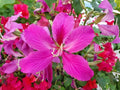 Orchid Tree Seeds - 10 Seeds - Butterfly Tree - Bauhinia purpurea - Fast-growing, Exotic Flowering Plant