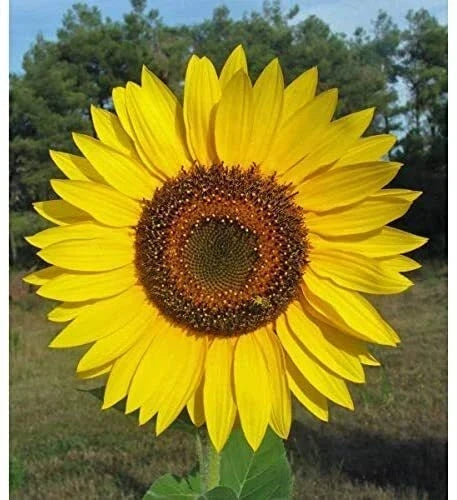 Yellow Giant Sunflower Seeds - 100 Count for Planting - Helianthus annuus