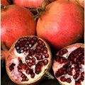 Punica Granatum Pomegranate Live Plant Cuttings - 6" Fruit Tree for Outdoor Garden
