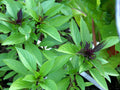 Thai Basil Seeds, NON-GMO, Horapha Variety, Hun Que Anise Flavor, Multiple Sizes Available, Free Shipping