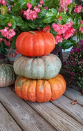 Stacker Pumpkin Mix Seeds (10 Seeds) - Heirloom Variety for Planting, Cucurbita pepo, Garden Vegetable Seeds
