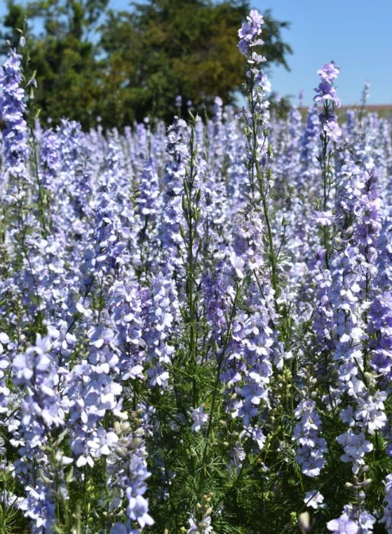 Rocket Larkspur Cut Flowers - Light Blue, Non-GMO, 500 Seeds, Pollinator Friendly, Delphinium ajacis