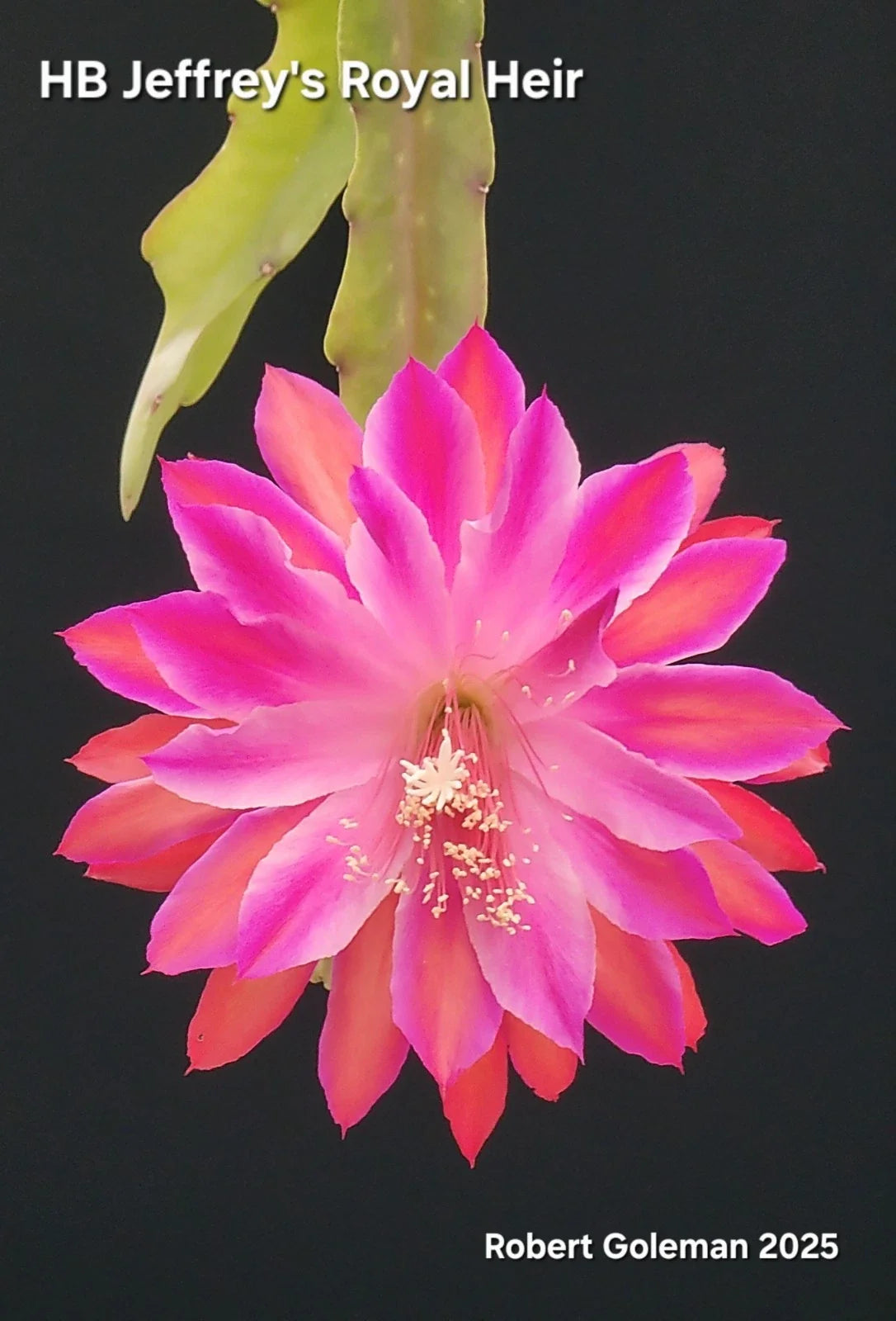 Epiphyllum Cutting - Unrooted Epiphyllum 'HB Jeffrey's Royal Heir' - Exclusive Variety for Plant Enthusiasts