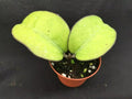Hoya Plant 3" Pot Rare Hoya vitellina Rooted Indoor Houseplant