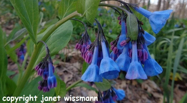 Virginia Bluebells Seeds - 200 Count - Mertensia virginica - Native Early Spring Wildflower