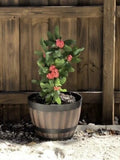 Crown of Thorns Cutting 4"-5" Big Red Flowers Euphorbia milii