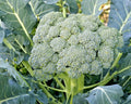 Waltham 29 Broccoli Seeds - Organic Heirloom Vegetable Seeds for Cool Season Gardening - 300+ Seeds