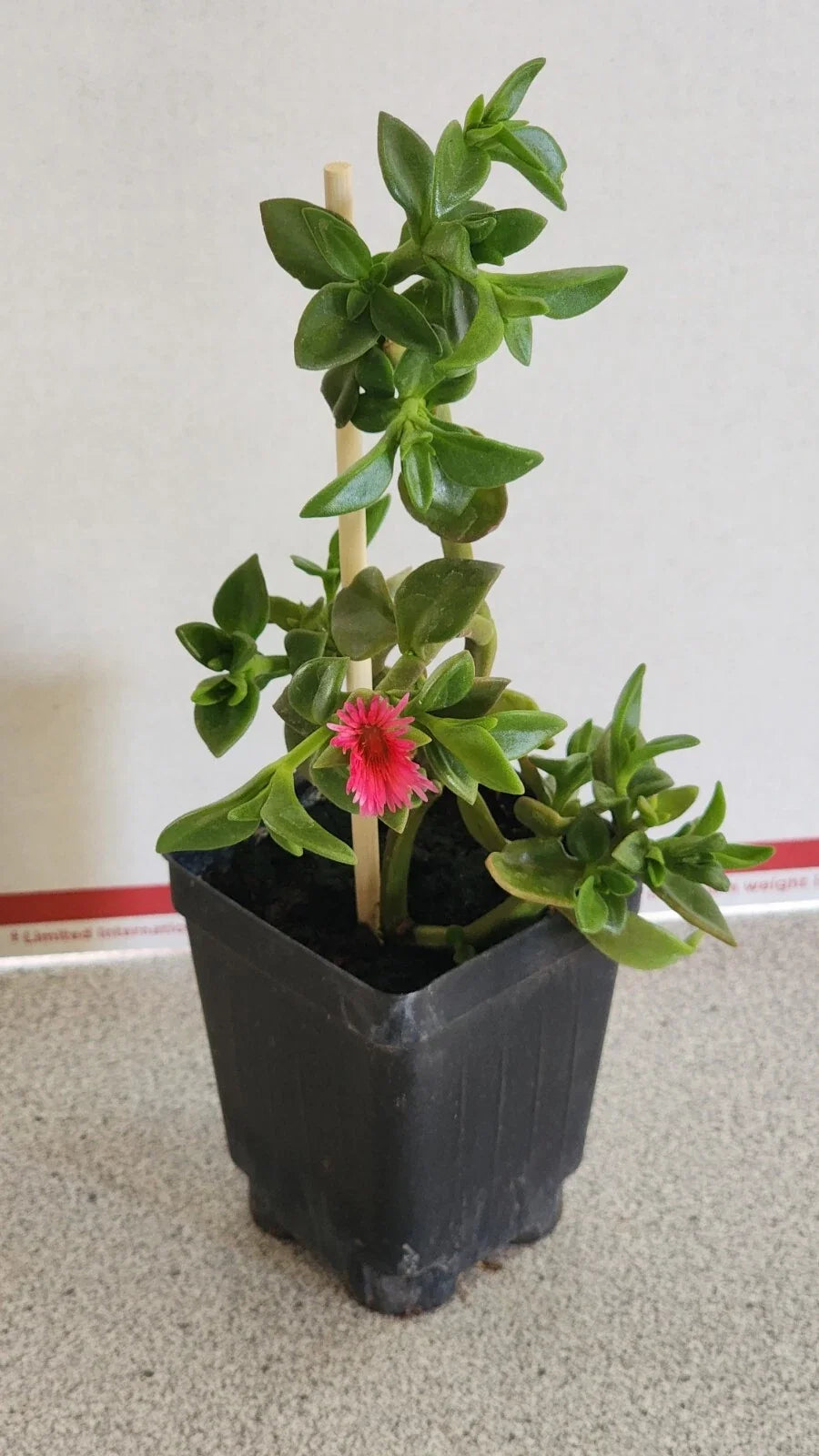 Sun Rose Plant in Soil - 6 to 8 Inches Long, Red Apple Variety, Aptenia cordifolia