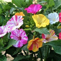 Four O'Clock Seeds - 25 Non-GMO Broken Colors Annual/Perennial Mirabilis jalapa for Vibrant Garden Blooms