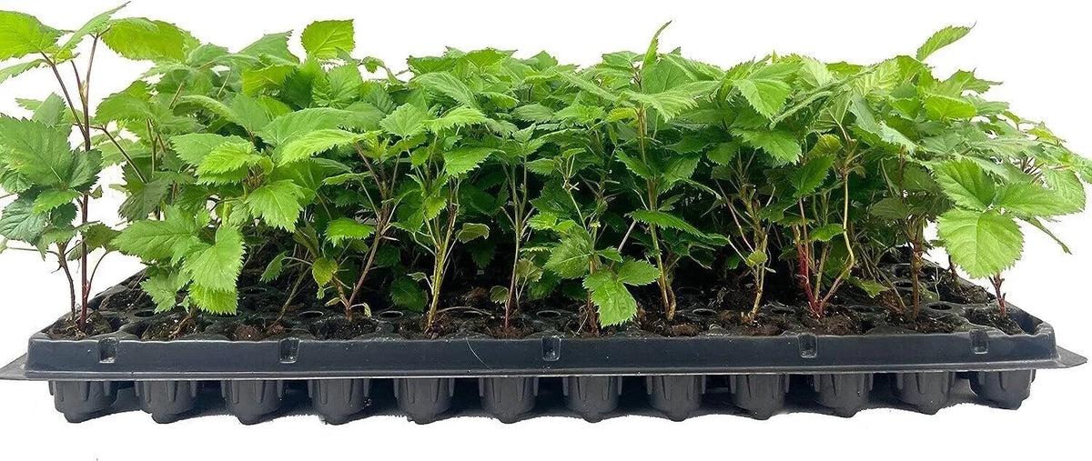 Thornless Blackberry Plant - Bare Root - Rubus fruticosus - Apache Variety - Fruit Starter Plant for Gardens